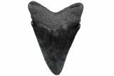 Serrated, Fossil Megalodon Tooth - South Carolina #370449-1